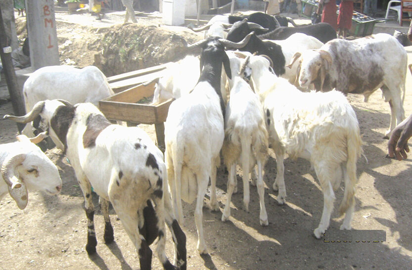 Sokoto Police Command foiled cattle rustling operation in Goronyo Local Government