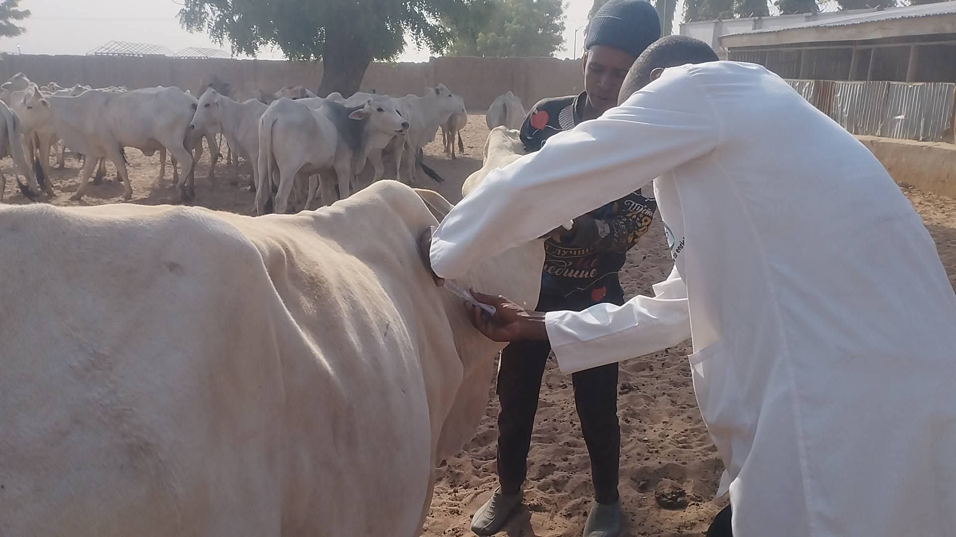 L-PRESS, Gombe Ministry of Agriculture Conducts Free Livestock Vaccination Exercise